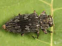 Chrysobothris quadriimpressa - photo 2