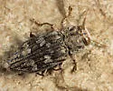 Chrysobothris quadriimpressa - photo 4