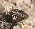 Chrysobothris quadrilineata - Chrysobothris quadrilineata