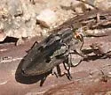 Chrysobothris quadrilineata - photo 2