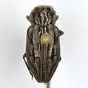 Chrysobothris quadrilineata - photo 3