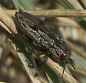 Chrysobothris quadrilineata - photo 4