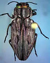 Chrysobothris quadrilineata - photo 5