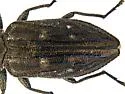 Chrysobothris rossi - photo 2