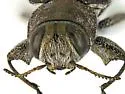 Chrysobothris rossi - photo 4