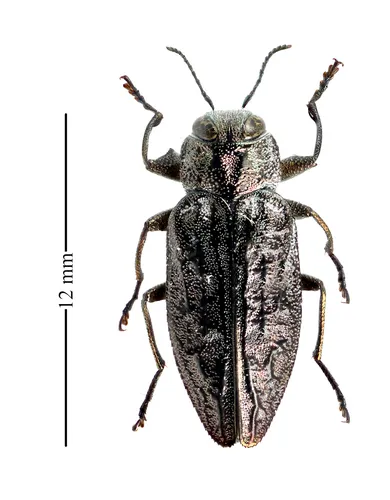 Chrysobothris rotundicollis - photo 2