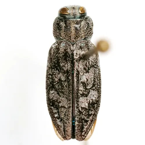 Chrysobothris rotundicollis - photo 3