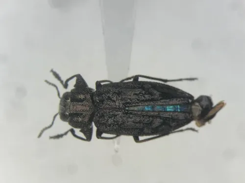 Chrysobothris rotundicollis - photo 4