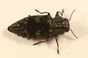 Chrysobothris rugosiceps - Chrysobothris rugosiceps