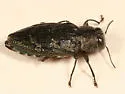 Chrysobothris rugosiceps - photo 2