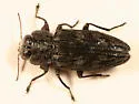Chrysobothris rugosiceps - photo 3