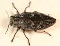 Chrysobothris scabripennis - photo 2