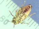 Chrysobothris scabripennis - photo 3