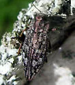 Chrysobothris scabripennis - photo 4