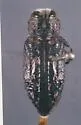 Chrysobothris schistomorion - Chrysobothris schistomorion