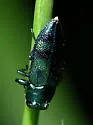 Chrysobothris scitula - photo 2