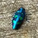 Chrysobothris scitula - photo 3