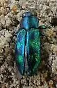 Chrysobothris scitula - photo 4