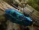 Chrysobothris scitula - photo 5