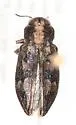 Chrysobothris semisculpta - Chrysobothris semisculpta