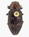 Chrysobothris semisculpta - photo 3