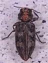 Chrysobothris semisculpta - photo 4