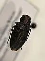 Chrysobothris semisculpta - photo 5