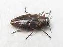 Chrysobothris sexsignata - photo 2