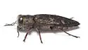 Chrysobothris sexsignata - photo 3