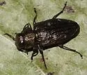 Chrysobothris sexsignata - photo 5