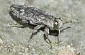 Chrysobothris shawnee - photo 2