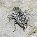 Chrysobothris shawnee - photo 3
