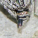 Chrysobothris shawnee - photo 4