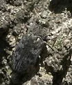 Chrysobothris shawnee - photo 5