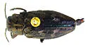 Chrysobothris sloicola - Chrysobothris sloicola