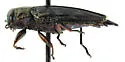 Chrysobothris sloicola - photo 2
