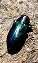 Chrysobothris smaragdula