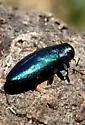 Chrysobothris smaragdula - photo 2