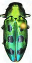 Chrysobothris socialis