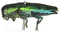 Chrysobothris socialis - photo 2