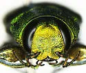 Chrysobothris socialis - photo 3