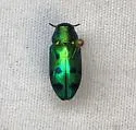 Chrysobothris socialis - photo 5