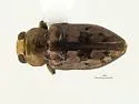 Chrysobothris speculifer - photo 2