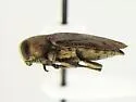 Chrysobothris speculifer - photo 3