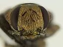 Chrysobothris speculifer - photo 4