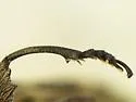Chrysobothris speculifer - photo 5