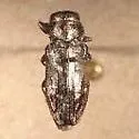 Chrysobothris subcylindrica