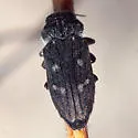 Chrysobothris subcylindrica - photo 3