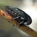 Chrysobothris subcylindrica - photo 4