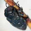 Chrysobothris subcylindrica - photo 5